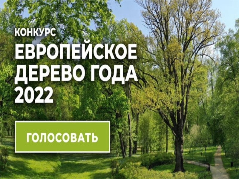 Он-лайн голосование за российское дерево года на международном конкурсе «Европейское дерево года — 2022».